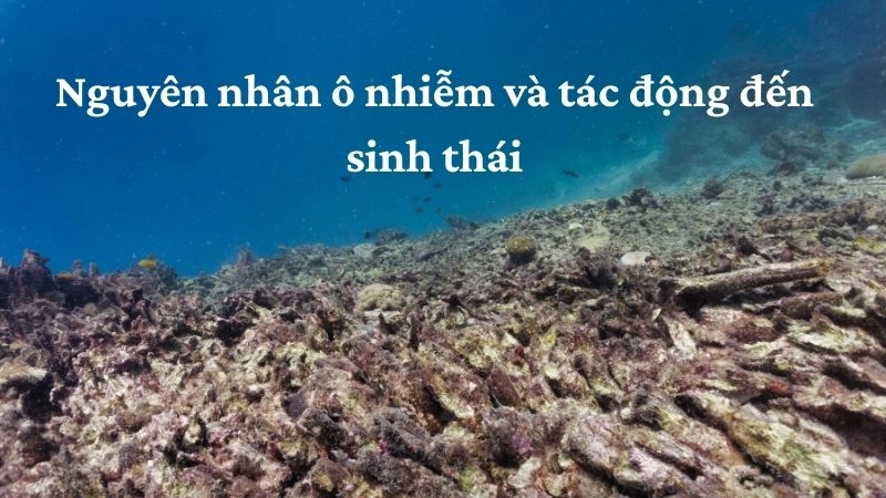 Nguyên nhân ô nhiễm và tác động đến sinh thái