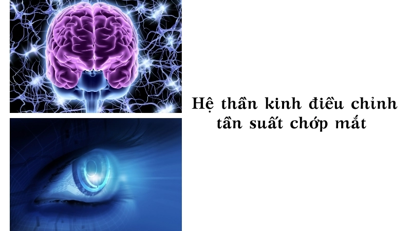  Hệ thần kinh điều chỉnh tần suất chớp mắt tùy vào trạng thái cơ thể