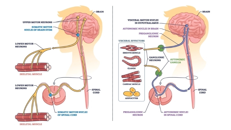 Hệ thần kinh điều khiển sự phối hợp phức tạp để tạo thành lời nói