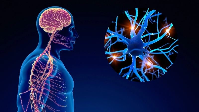 Hệ thần kinh kích hoạt phản ứng 