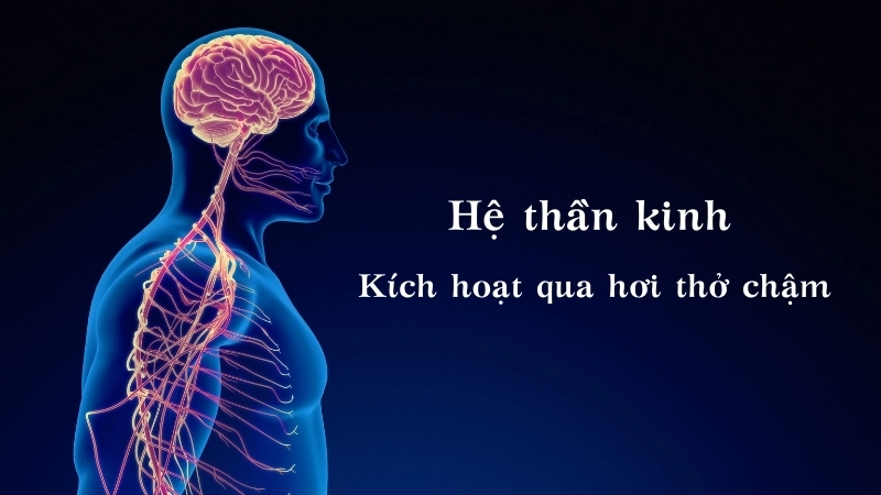  Hệ thần kinh phó giao cảm được kích hoạt qua hơi thở chậm để thư giãn