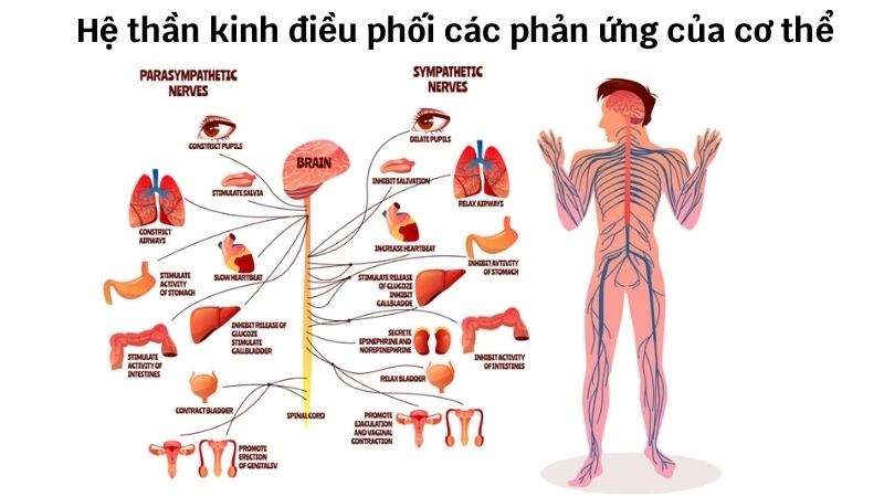 Hệ thần kinh tự chủ điều phối các phản ứng sinh học cơ thể