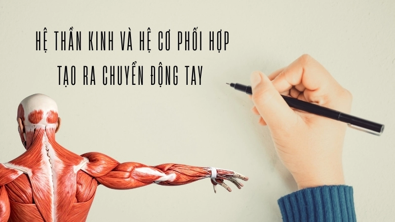 Hệ thần kinh và hệ cơ phối hợp tạo ra chuyển động tay tinh xảo
