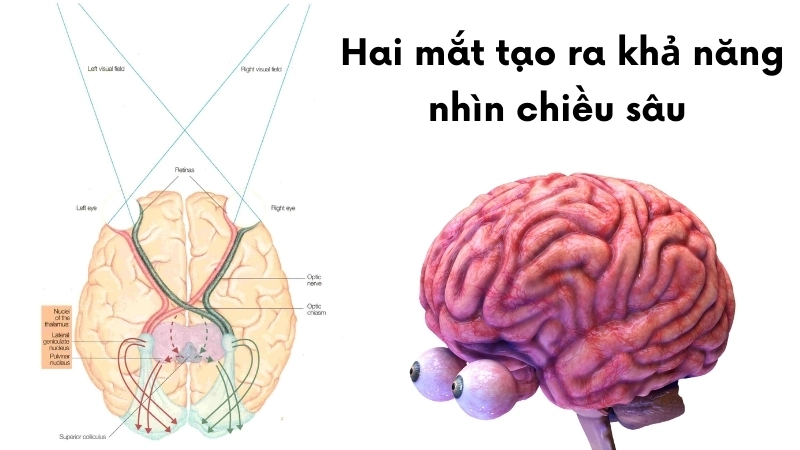  Hệ thị giác sử dụng hai mắt để tạo ra khả năng nhìn chiều sâu