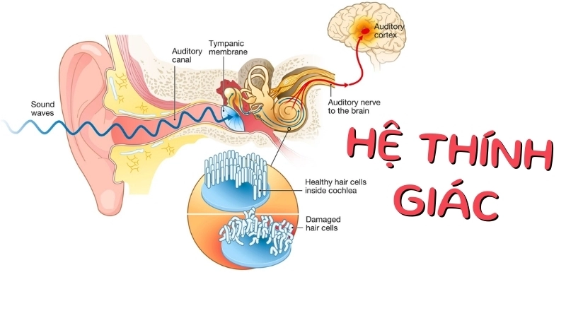  Hệ thính giác là một bộ máy sinh học cơ thể phức tạp và tinh vi