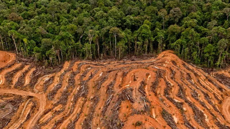 Hệ thống sinh thái học rừng bị phá vỡ gây ra nhiều tác động môi trường