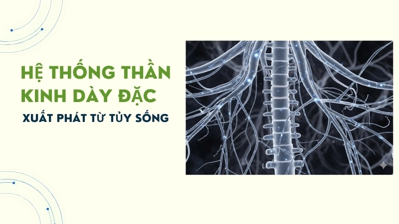  Hệ thống thần kinh dày đặc xuất phát từ tủy sống