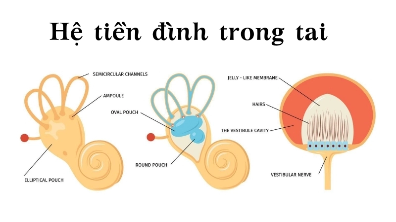  Hệ tiền đình trong tai gửi tín hiệu cân bằng qua hệ thần kinh