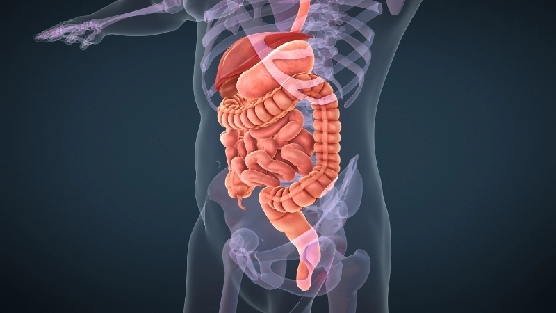  Hệ tiêu hóa là một hệ thống phức tạp và nhạy cảm trong cơ thể