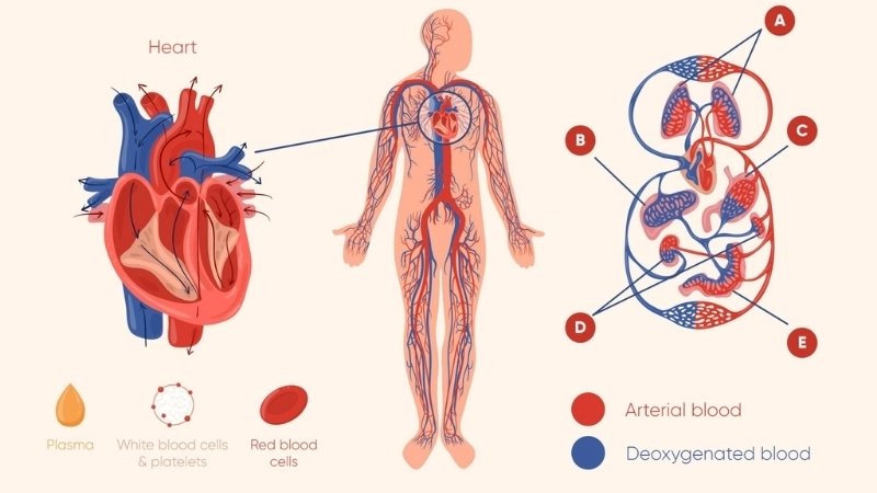  Hệ tuần hoàn đảm bảo máu lưu thông nhờ nhịp tim liên tục