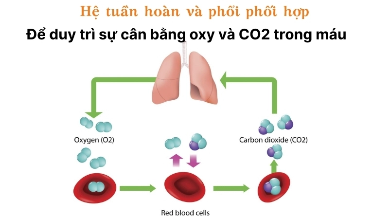 Hệ tuần hoàn và phổi phối hợp chặt chẽ để duy trì sự cân bằng oxy và CO₂ trong máu