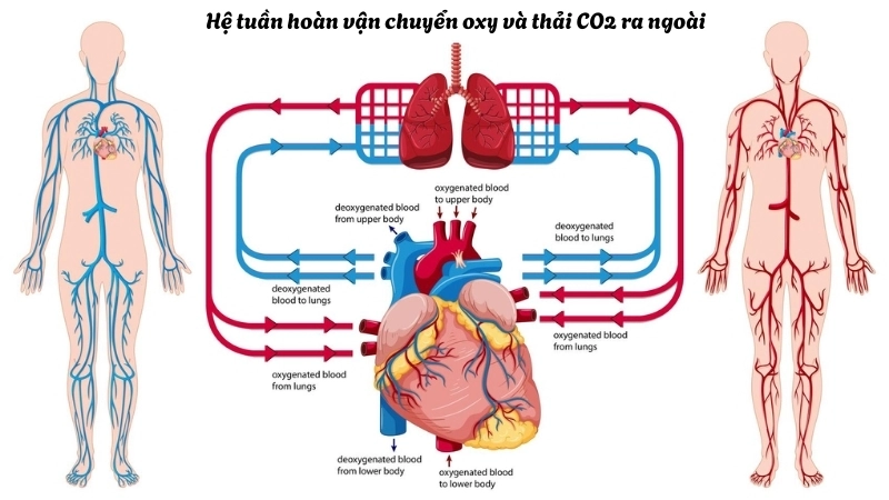 Hệ tuần hoàn vận chuyển oxy và thải CO2 ra ngoài
