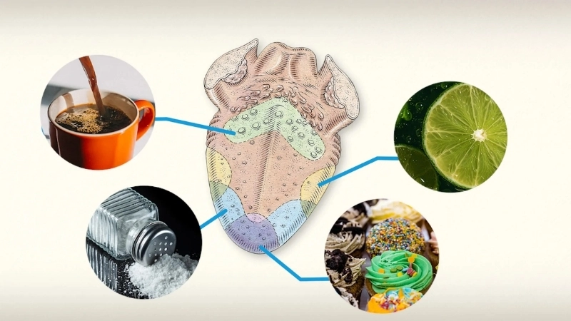  Hệ vị giác của con người có thể phân biệt được năm loại vị cơ bản