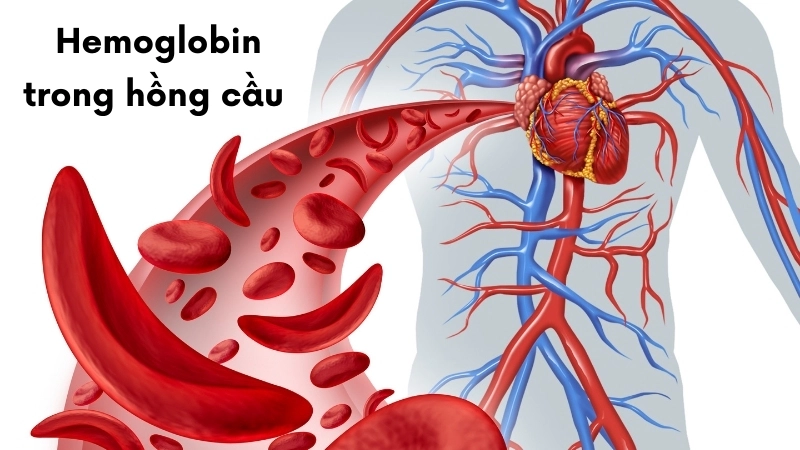  Hemoglobin trong hồng cầu giúp vận chuyển Oxy, mang lại năng lượng cho mọi tế bào