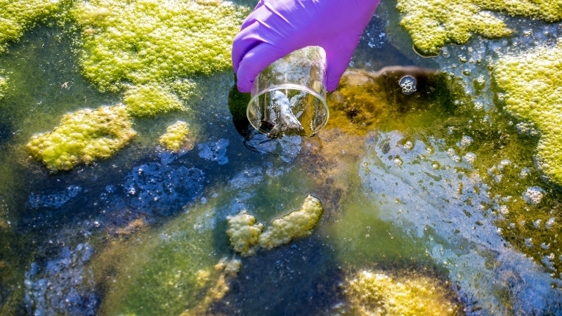  Hiện tượng phú dưỡng ảnh hưởng nghiêm trọng đến sinh thái học các vùng nước ngọt