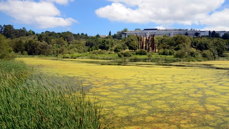  Hiện tượng phú dưỡng là hậu quả nghiêm trọng của ô nhiễm từ phân bón