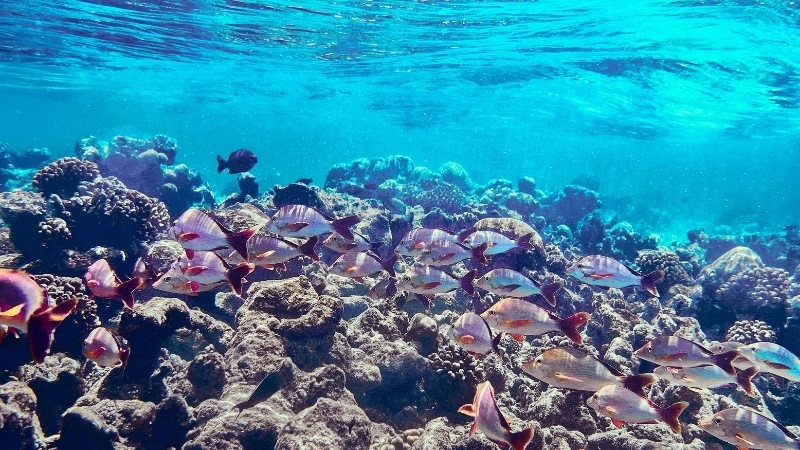  Hiện tượng san hô chết do axit hóa đại dương và biến đổi khí hậu