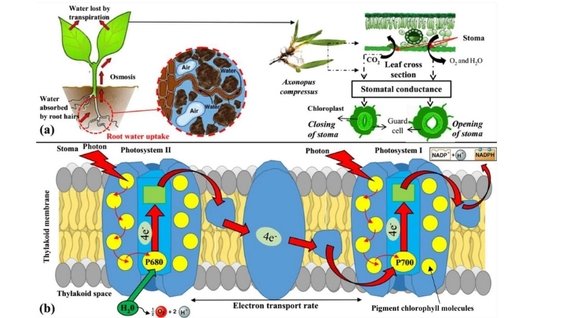 Hiện tượng thẩm thấu và quá trình hút nước của rễ cây 