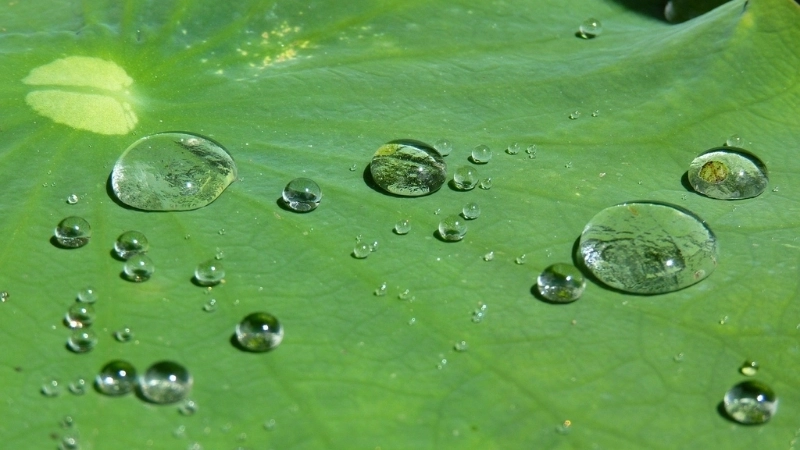  Hiệu ứng lá sen trong sinh học thực vật tạo giọt nước lăn tròn