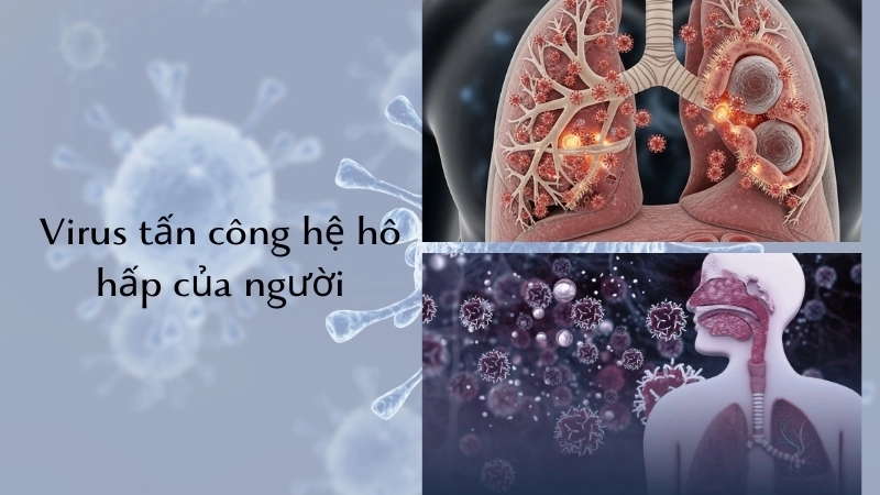  Hình ảnh mô phỏng virus tấn công hệ hô hấp của người