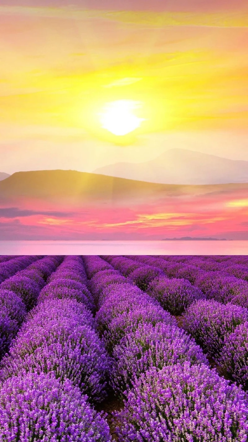 Thưởng ngoạn thiên nhiên tươi đẹp cùng hình nền điện thoại phong cảnh thiên nhiên