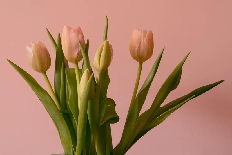 Làm mới màn hình máy tính với hình nền hoa tulip
