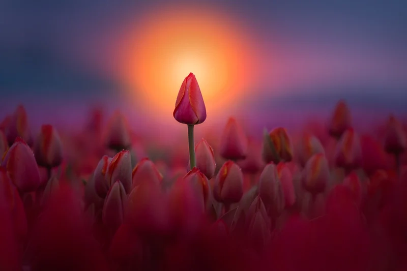 Làm sống động màn hình full HD với hình nền hoa tulip full hd