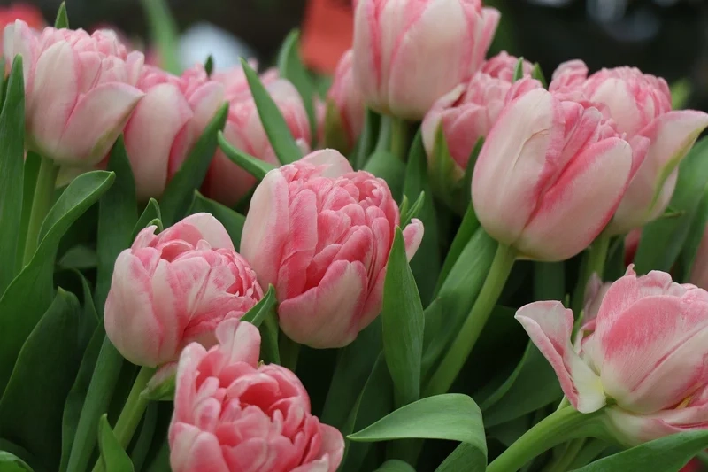 Tạo nét nghệ thuật với hình nền hoa tulip vẽ