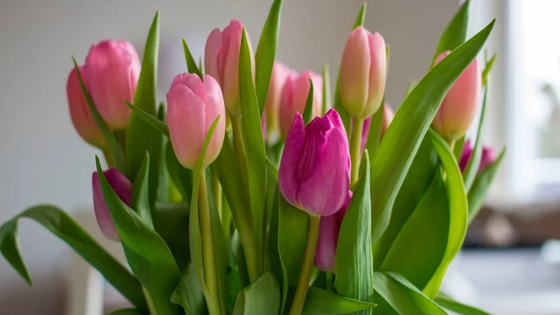Trang trí điện thoại bằng hình nền điện thoại hoa tulip