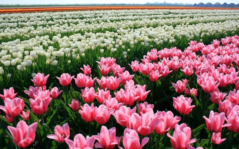 Trang trí máy tính với hình nền máy tính hoa tulip