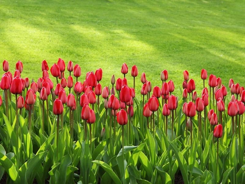 Thư giãn cùng sắc màu dịu dàng qua hình nền hoa tulip chill