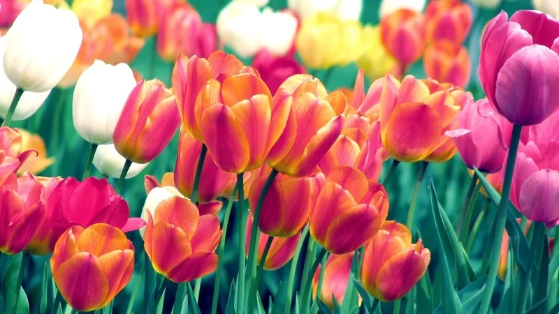 Mang vẻ đẹp hoa tulip làm nền với hình nền hoa tulip làm hình nền