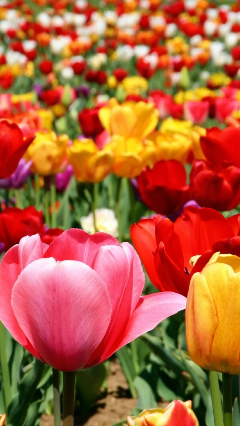 Mang hoa tulip vào điện thoại với hình nền hoa tulip cho điện thoại