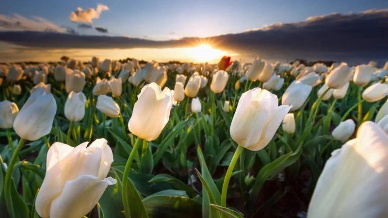 Cảm nhận sự tinh khôi của hình nền hoa tulip trắng