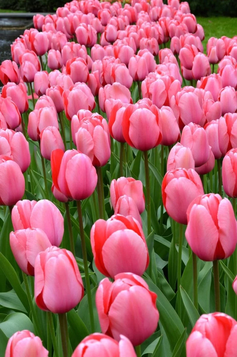 Mang sắc hồng ngọt ngào lên màn hình bằng hình nền hoa tulip hồng