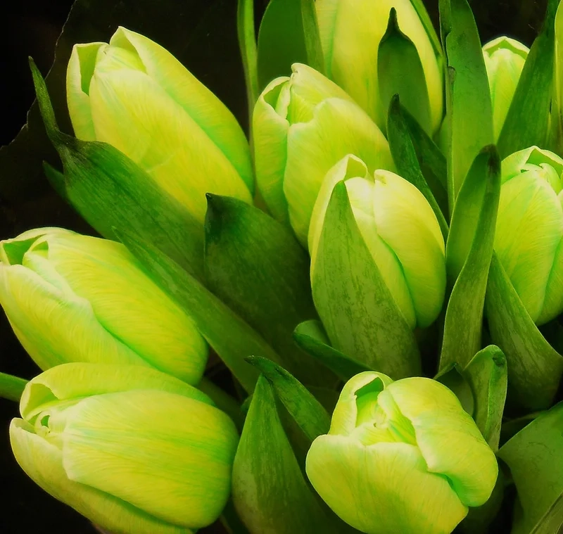 Khám phá vẻ xanh mát của hình nền hoa tulip xanh