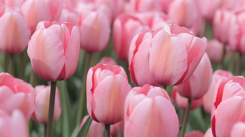 Thêm nét đáng yêu cho màn hình với hình nền hoa tulip cute