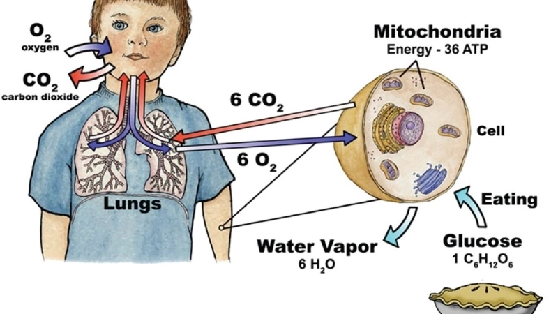 Hô hấp tế bào biến oxy thành năng lượng sự sống