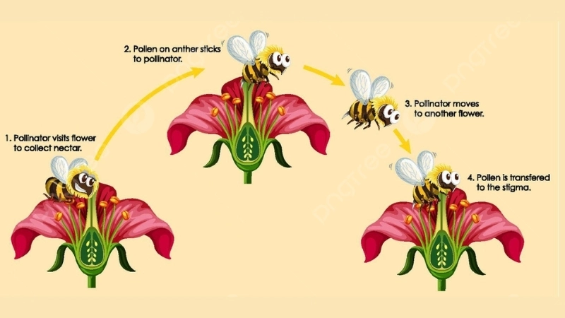  Hoa văn UV trên cánh hoa hỗ trợ thụ phấn trong thí nghiệm hoa