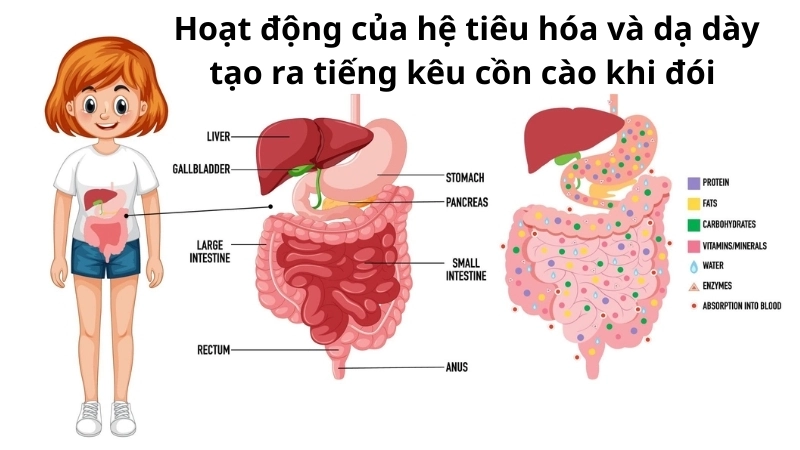  Hoạt động của hệ tiêu hóa và dạ dày tạo ra tiếng kêu cồn cào khi đói