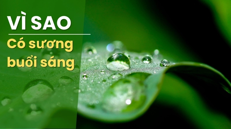  Hơi nước ngưng tụ trên lá cây vào buổi sáng