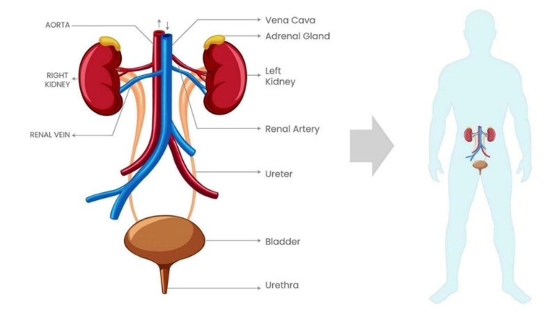 Hormone ADH và thận trong hệ bài tiết giúp cơ thể tái hấp thu nước