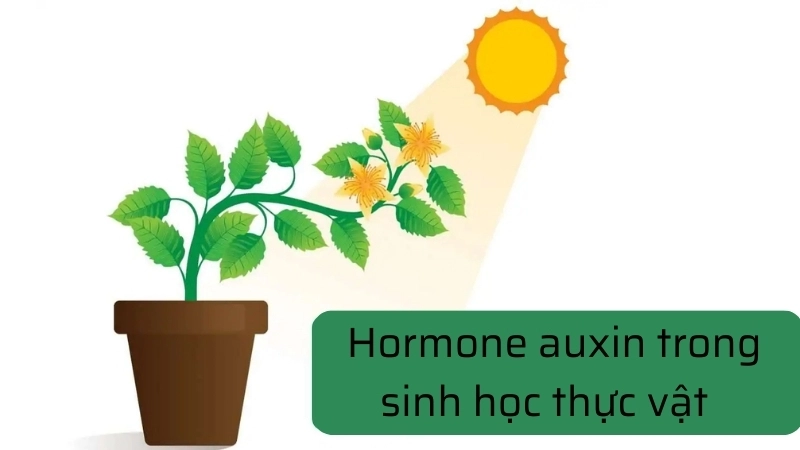  Hormone auxin trong sinh học thực vật giúp ngọn cây luôn hướng về ánh sáng 