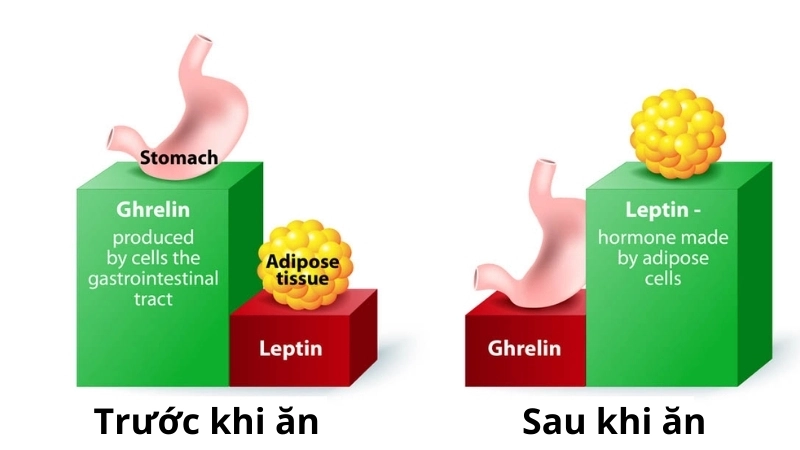  Hormone ghrelin được sản sinh từ dạ dày, gửi tín hiệu đói lên não bộ để yêu cầu nạp năng lượng