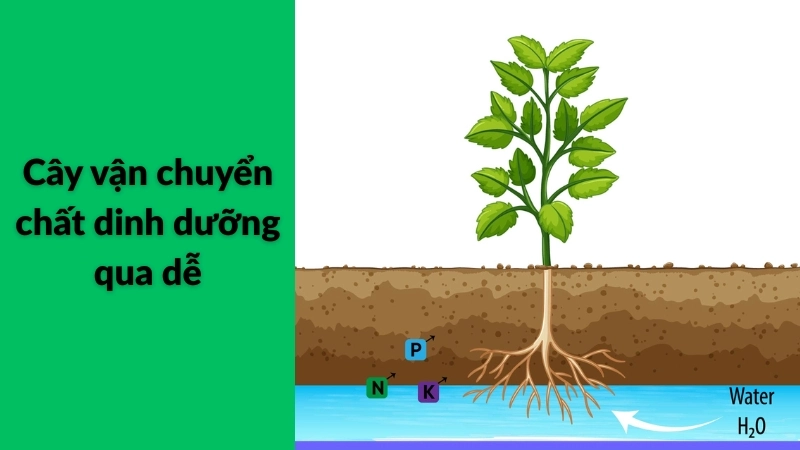  Hút nước qua rễ giúp cây vận chuyển chất dinh dưỡng hiệu quả