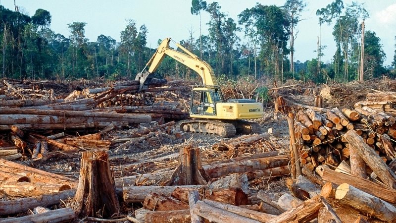 Khai thác gỗ trái phép trong rừng 
