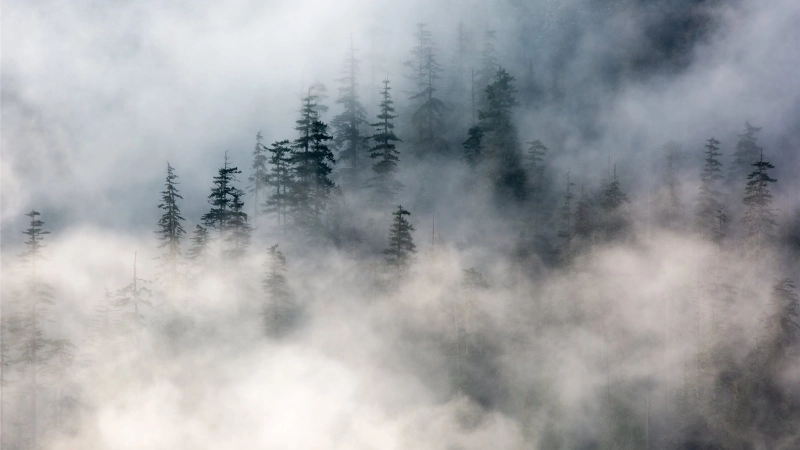 Khí quyển ẩm tạo điều kiện cho sương mù dày đặc