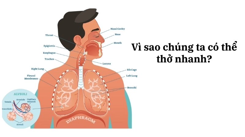 Khi vận động, hệ hô hấp tăng tốc để cung cấp đủ oxy cho cơ bắp và loại bỏ CO₂