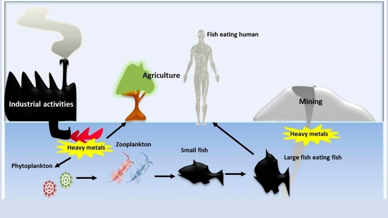 Kim loại nặng từ đất ô nhiễm có thể tích tụ trong chuỗi thức ăn