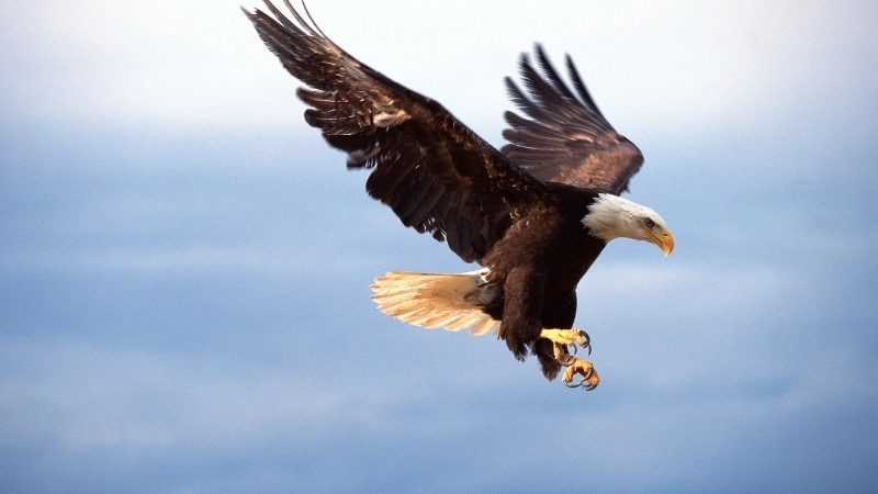 Kỹ thuật bay lượn của chim đại bàng là một bài học vật lý về năng lượng và sự hiệu quả
